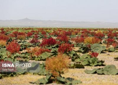 ثبت ملی دشت ریواس و دره آدرشک مهریز