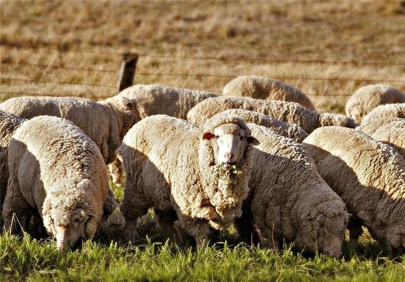 قزاقستان خواستار صادرات گوشت گوسفند به ایران شد