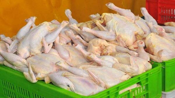 تصویر منتشر شده از مارمولک درون شکم مرغ ساختگی است تصویر منتشر شده از مارمولک درون شکم مرغ ساختگی است