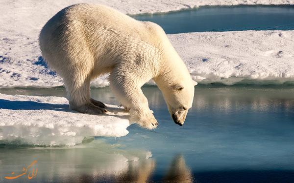 رنگل، جزیره ای اختصاصی برای خرس های قطبی