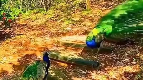 لحظه درگیری بین دو طاووس