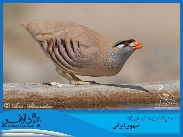 حیات وحش ایران ، تیهوی ایرانی حیات وحش ایران ، تیهوی ایرانی