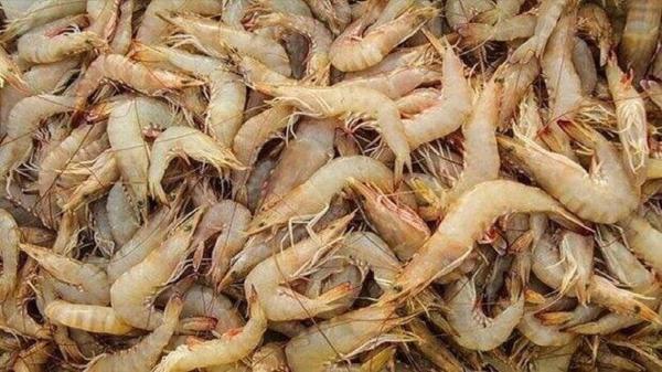 قطر مهمترین مشتری میگوی بوشهر است، افزایش صادرات به روسیه قطر مهمترین مشتری میگوی بوشهر است، افزایش صادرات به روسیه